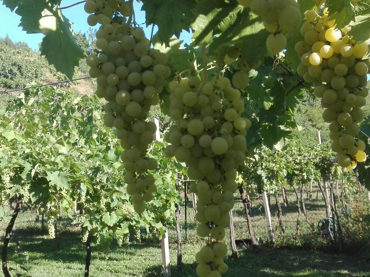 B&B Pontesello Colognola ai Colli Экстерьер фото