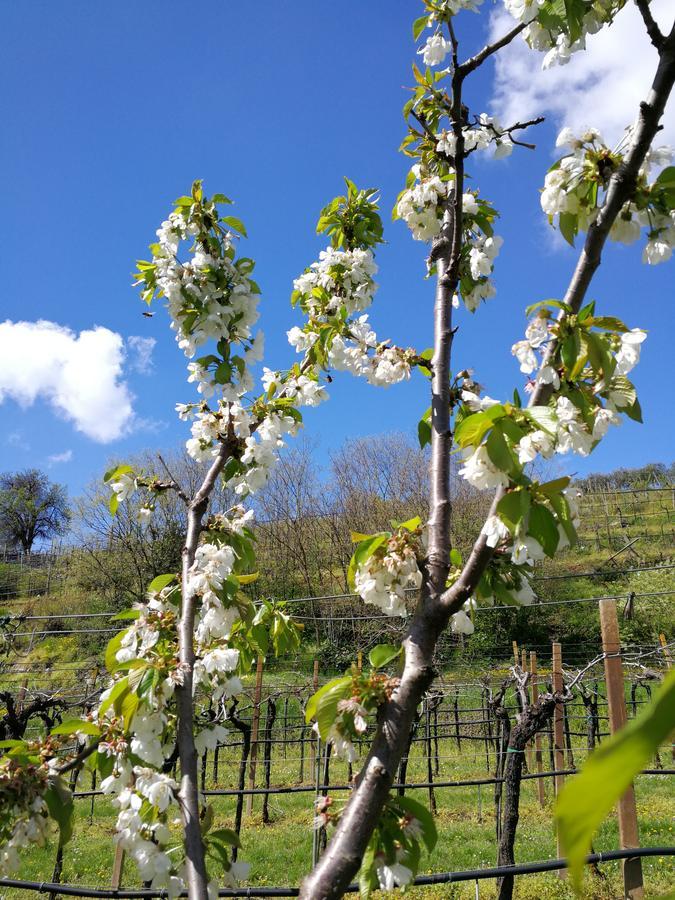 B&B Pontesello Colognola ai Colli Экстерьер фото